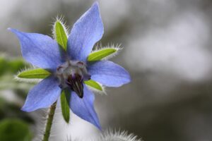 borretsch , sternenblume , blaue blume , blume , borago officinalis , boraginaceae ,