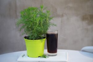 Eberraute, Artemisia abrotanum, Colakraut; Colastrauch; Stabwurz; Amberbaum; Zitronenkraut