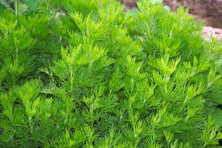 Eberraute (Colakraut) » Anwendung, Wirkung &amp; Risiken » Krank.de