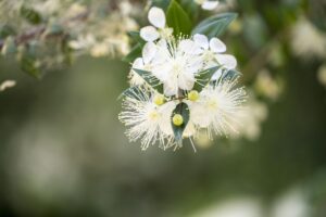 Myrte (Myrtus communis), auch Brautmyrte, Duftende Myrte und Gemeine Myrte