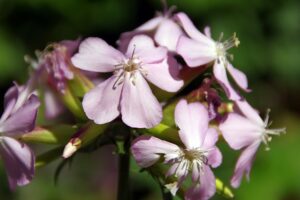 Echtes Seifenkraut; Rotes Seifenkraut; Seifenwurz; Waschwurz; Waschkraut, Gewöhnliche Seifenkraut, Saponaria officinalis