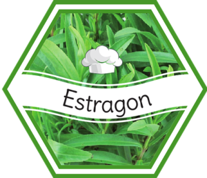 Estragon (Artemisia dracunculus), Dragon, Dragun, Drakonkraut