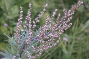 Gemeine Beifuß (Artemisia vulgaris), Gewürzbeifuß, Gewöhnlicher Beifuß