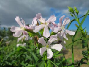 Echtes Seifenkraut; Rotes Seifenkraut; Seifenwurz; Waschwurz; Waschkraut, Gewöhnliche Seifenkraut, Saponaria officinalis