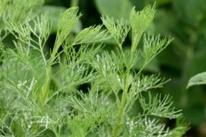 Eberraute, Artemisia abrotanum, Colakraut; Colastrauch; Stabwurz; Amberbaum; Zitronenkraut