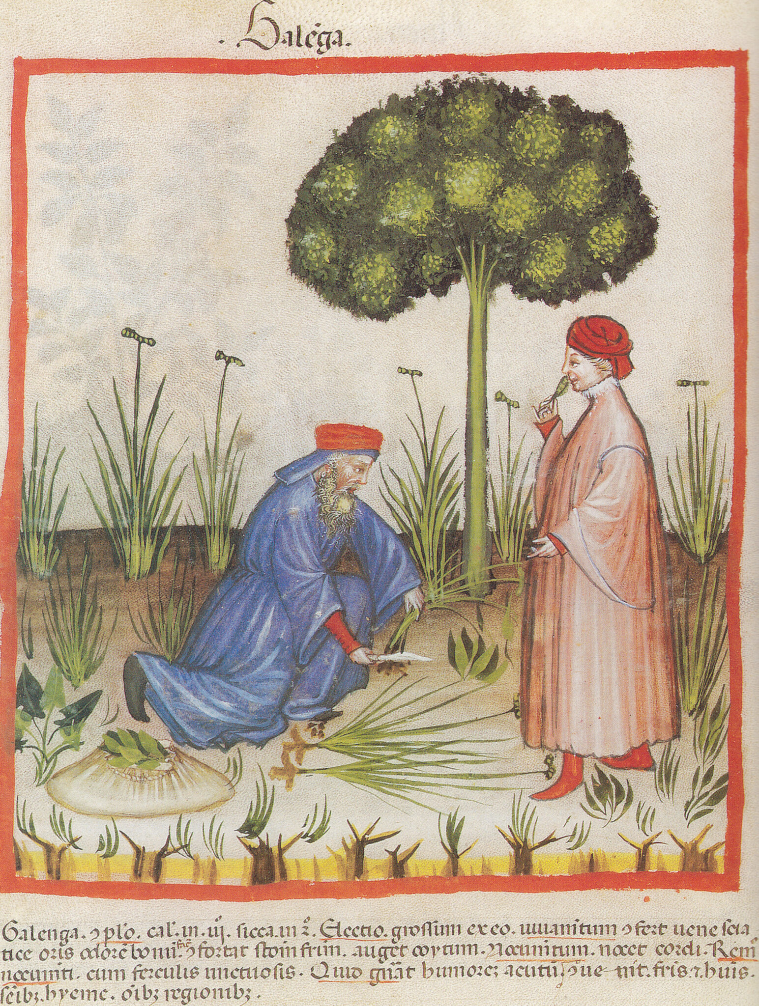 Echter Galgant » Wirkung, Anwendung & Nebenwirkung Krank.de