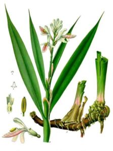 Echter Galgant (Alpinia officinarum), Galgantwurzel, Galgantrhizom, Galgantwurzelstock, Kleiner Galgant, Siam-Galgant, Fieberwurzel