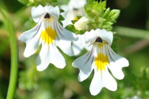 https://commons.wikimedia.org/wiki/File:Euphrasia.jpg