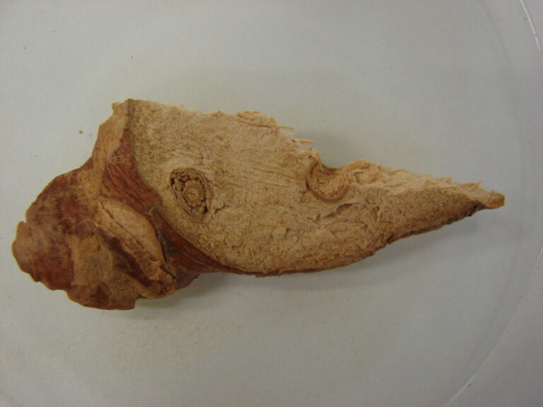 Echter Galgant » Wirkung, Anwendung & Nebenwirkung Krank.de