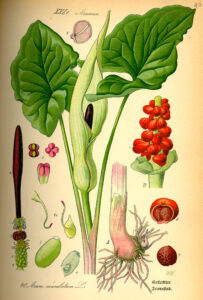 Gefleckter Aronstabes (Arum maculatum), Aronwurzel, Aronknolle