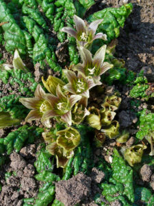 Gemeine Alraune, Mandragora officinarum (Mandragora autumnalis), Alraunwurzel, Madragorawurzel