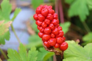  aronstab , arum , giftpflanze , blüte , rot , giftig , zierpflanze , garten ,