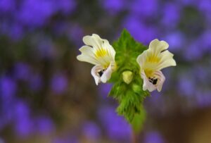  blume , weiß , wiese oberlicht , makro , euphrasia rostkoviana , wildpflanze , wiese , heilpflanze , feder , sommer , natur , 