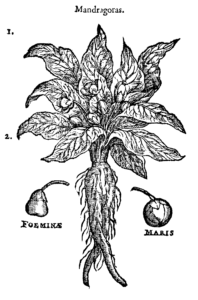 Alraunwurzel (Mandragorae radix)