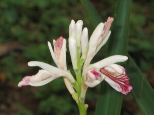 Echter Galgant (Alpinia officinarum), Galgantwurzel, Galgantrhizom, Galgantwurzelstock, Kleiner Galgant, Siam-Galgant, Fieberwurzel
