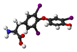 Trijodthyronin (T3), Schilddrüse, Schilddrüsenhormone