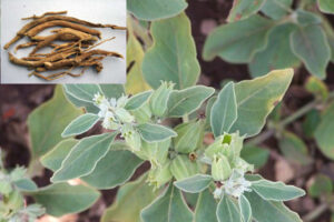 Schlafbeere, Withania somnifera, Ashwagandha, Winterkirsche, Indischer Ginseng 