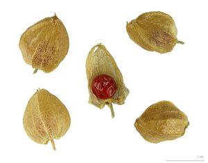 Ashwagandhabeeren, Früchte, Schlafbeere, Withania somnifera, Ashwagandha, Winterkirsche, Indischer Ginseng
