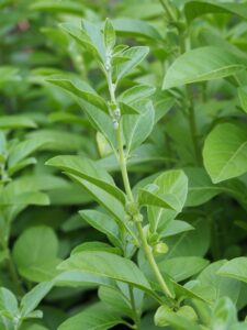 Schlafbeere, Withania somnifera, Ashwagandha, Winterkirsche, Indischer Ginseng