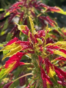  essbarer amaranth , blätter , pflanze , dreifarbiger amaranthus , rote blätter , herbst , garten , natur , nahaufnahme , 