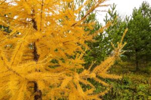  herbst lärche kiefer nadeln landschaft bäume gold im herbst die natur farbe