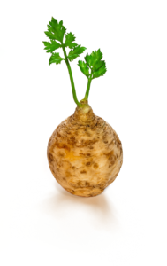 Echter Sellerie (Apium graveolens), Eppich, Zeller, Stangensellerie, Schnittselle, Staudensellerierie, Schnittsellerie, Wurzelsellerie, Stilsellerie, Schnittsellerie, Blattsellerie, Würzsellerie
