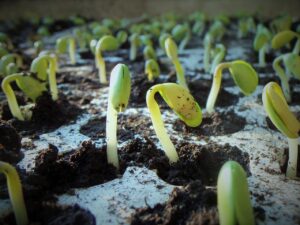 böden sojabohne soja natur keimung sojabohnensetzlinge landwirtschaft glycin max grün kulturpflanzen lebensmittel landschaft plantage ende des sommers felder vordergrund blatt sommer sämling