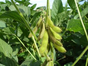 Sojabohne (Glycine max (L.) Merr.), Soja, Soya
