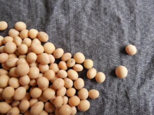 Sojabohne, soja-milch soja sojabohne soja milch organisch samen gesund
