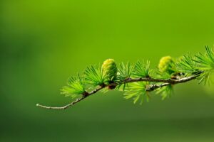 Echte lärche larix decidua zweig grüne tannenzapfen nadeln feder