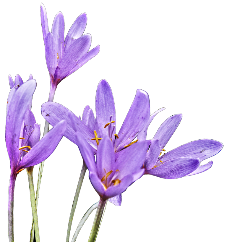 Herbstzeitlose » Wirkung, Anwendung und Gefahren » Krank.de