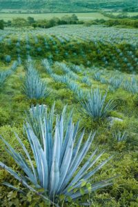  blaue agaveagave tequilana, pflanze cocktail mexiko jalisco feld landschaft grün türkis natur stachelig stacheln landwirtschaft agave tequilana raicilla mezcal getränk alkohol 