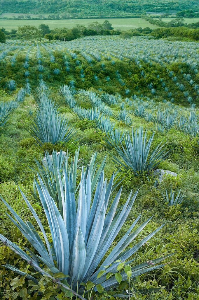 Agave » Gesundheitliche Vorteile der Heilpflanze » Krank.de