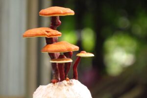 Reishi Pilz, Ling Zhi, Lingzhi, Glänzender Lackproling, Ganoderma lucidum, Heilpilz
