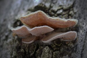 Reishi Pilz, Ling Zhi, Lingzhi, Glänzender Lackproling, Ganoderma lucidum, Heilpilz
