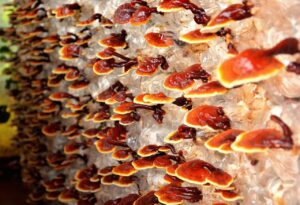 Reishi Pilz, Ling Zhi, Lingzhi, Glänzender Lackproling, Ganoderma lucidum, Heilpilz