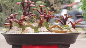 Reishi Pilz, Ling Zhi, Lingzhi, Glänzender Lackproling, Ganoderma lucidum, Heilpilz