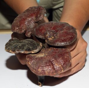 Reishi Pilz, Ling Zhi, Lingzhi, Glänzender Lackproling, Ganoderma lucidum, Heilpilz