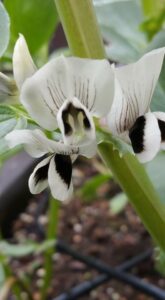 Ackerbohne (Vicia faba), Puffbohne; Feldbohne; Saubohne; Schweinsbohne; Pferdebohne; Fababohne; Faberbohne; Favabohne; Viehbohne; Dicke Bohne