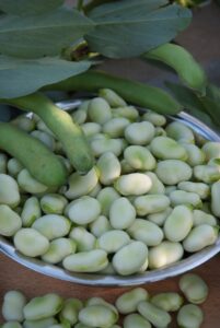 Ackerbohne (Vicia faba), Puffbohne; Feldbohne; Saubohne; Schweinsbohne; Pferdebohne; Fababohne; Faberbohne; Favabohne; Viehbohne; Dicke Bohne