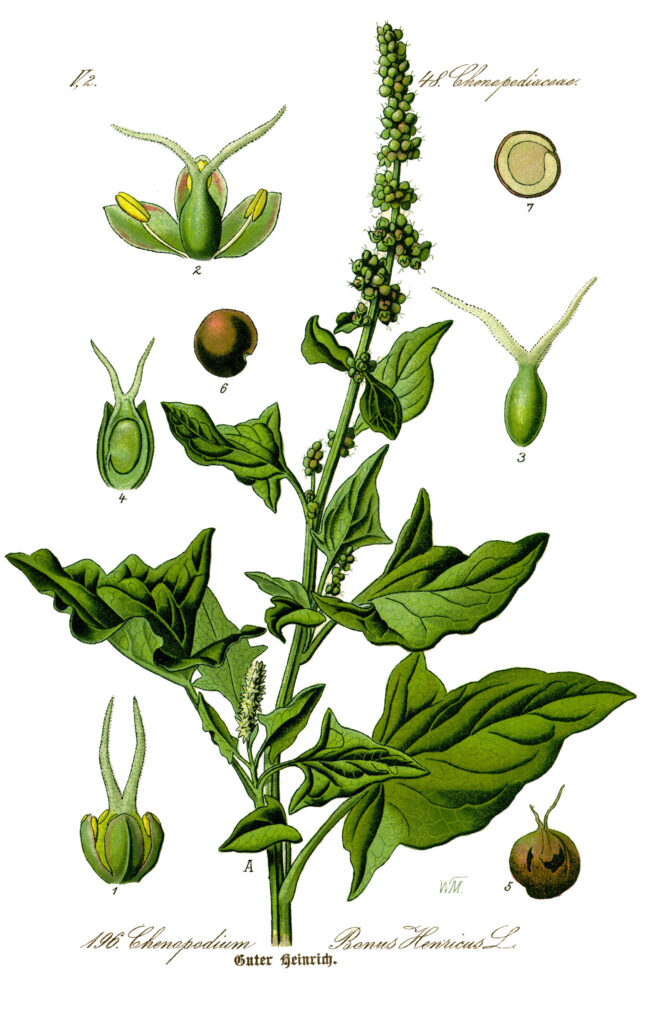 Gute Heinrich, Blitum bonus-henricus, Grüner Heinrich, Wilder Spinat