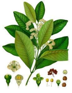 Gewürzkörner; Nelkenpfeffer; Viergewürz; Allgewürz; Jamaikapfeffer; Modegewürz; Englisches Gewürz; Allspice , Pimenta dioica, Pimenta officinalis