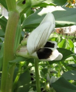 Ackerbohne (Vicia faba), Puffbohne; Feldbohne; Saubohne; Schweinsbohne; Pferdebohne; Fababohne; Faberbohne; Favabohne; Viehbohne; Dicke Bohne