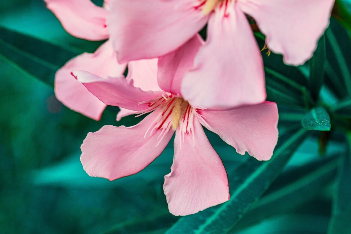 Oleander » Giftige Zierpflanze mit Heilwirkung? » Krank.de