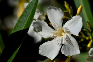 Oleander (Nerium oleander), Rosenlorbeer