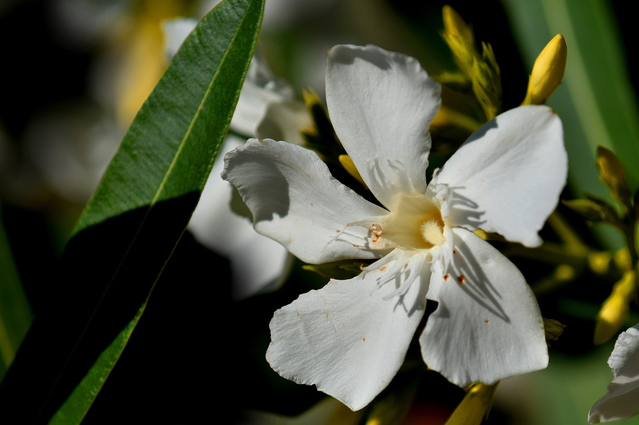 Oleander » Giftige Zierpflanze mit Heilwirkung? » Krank.de