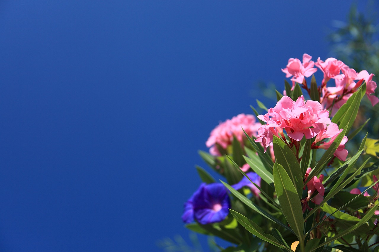 Oleander » Giftige Zierpflanze mit Heilwirkung? » Krank.de