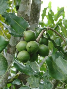 Macadamia, Nuss, Nüsse, früchte