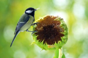  kohlmeise
futter
vogel
atur
ntaur
natürlich
natur
wesensart
füttern
die natur
kleinvogel
nattur
nbatur
natre
nature
nture
singvogel
naturau
beschaffenheit
naure
priroda
natue
sonnenblumenkerne
sonnenblume