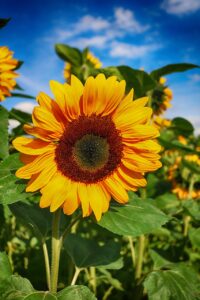 öl
sonnenblumenöl
speiseöl
blumentapete
nahrungsmittel
nahrung
ernährung
schöne blüten
blume wallpaper
kochen
sonnenblume
flasche
blume
pflanze
flora, Helianthus annuus